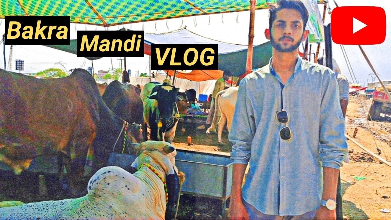 Bakra Mandi Rwp Bakra Mandi Of Tench Bhata Rawalpindi | Bakra Mandi VLOG | Cow Qurbani ...