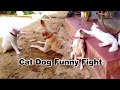 Cat dog funny fight  cat dog funny   catdogfunny catdogfunnykunalkirtiwithnature