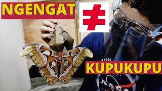 Bertemu Dengan Ngengat Terbesar Di Dunia