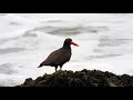 Ostrero negro americano (Haematopus ater) / Blackish oystercatcher