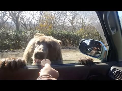 Driver Feeds Bear Cub Cookies From Car - This hair-raising video shows the moment that one lucky driver got up close and personal with a wild brown bear.