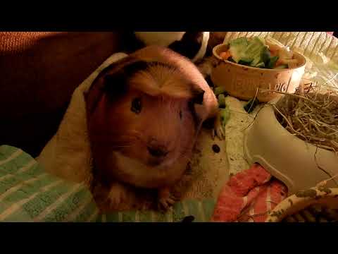 Guinea pigs on a settee 09 xi 2021