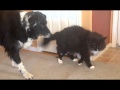 Border Collie Herding Cat to Waltz