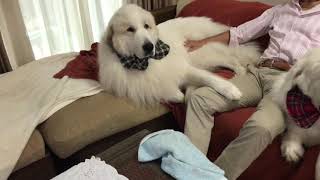 ウトウト日曜日 greatpyrenees グレートピレニーズ