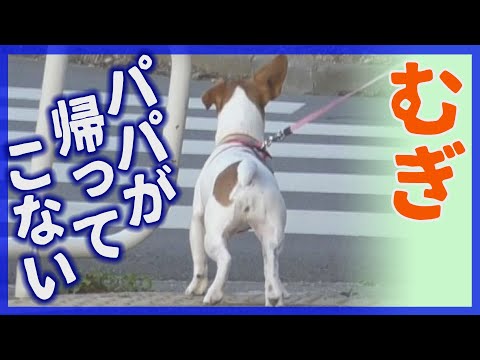 わんこ ジャックラッセルテリアのむぎがカニさんと初対面して甲殻類はダメかと思ったらokだったの巻 犬動画 Youtube わんこ ジャックラッセルテリアのむぎがカニさんと初対面して甲殻類はダメかと思ったらokだったの巻 犬動画 Youtube