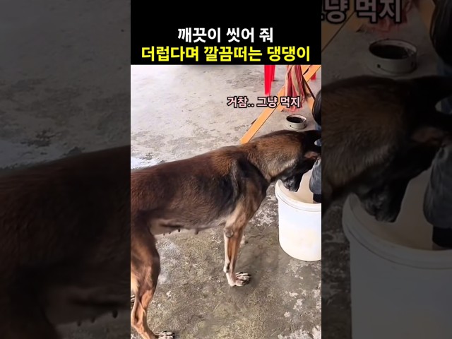 바닥에 흘린 빵을 주자 더럽다며 씻어달라는 댕댕이