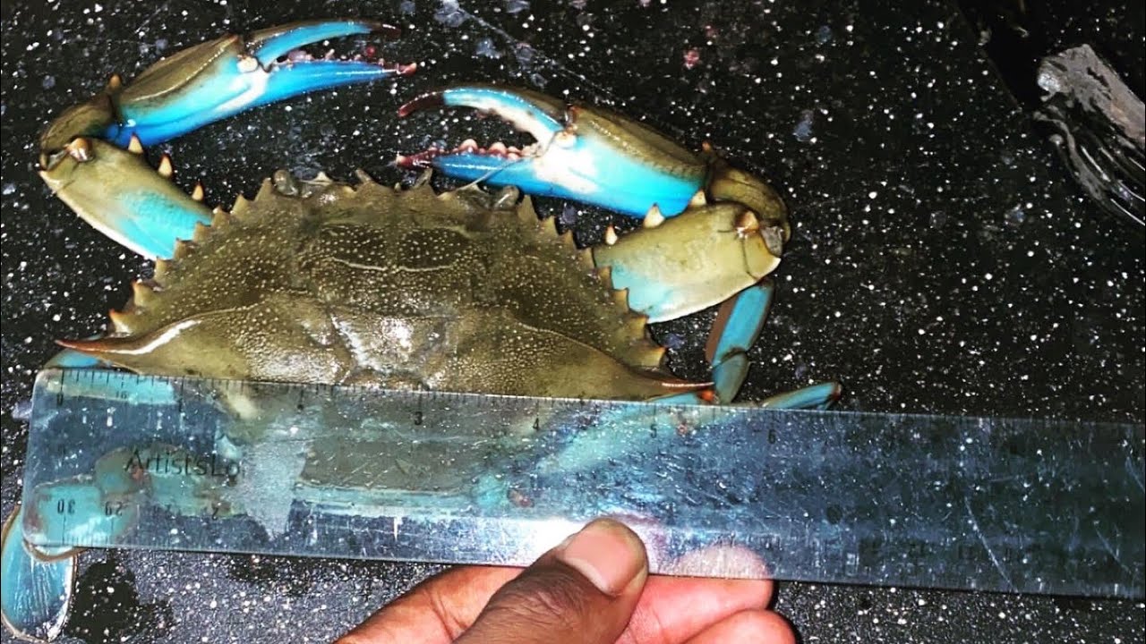 AWESOME CRABBING in JACKSONVILLE FLORIDA on a KAYAK! catchandcook 