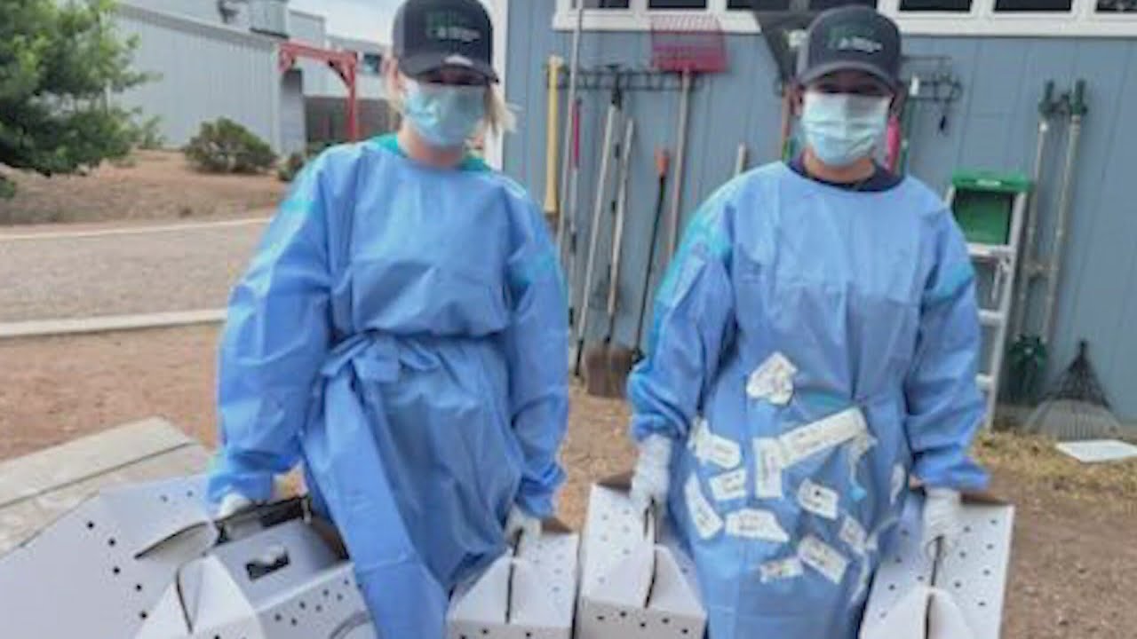 Two large-scale animal cruelty cases bring Bernco animal shelter to critical capacity