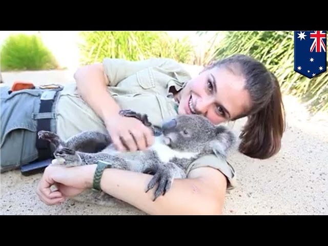 Best job EVER! 🎥 @Symbio Wildlife Park #feelnsw #koalas #symbiowildli