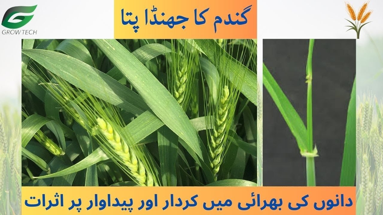 گندم کی فصل میں موجود جھنڈٓا پتا فلیگ لیف کی اہمیت - YouTube