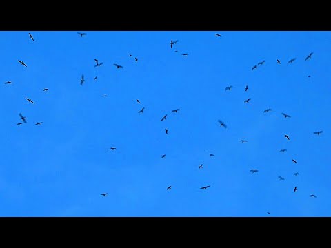 Футаж Птицы Кружат в Небе. Футаж Стая Птиц в Синем Небе. Футажи для видеомонтажа. Видеофутажи