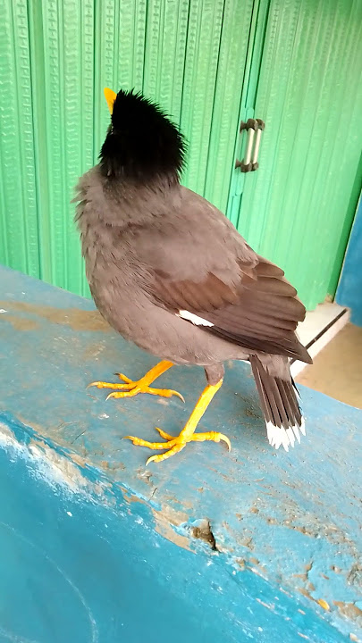 jalak kebo betina birahi ngiwir