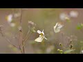 Beautiful nasheed 2026 _ malika e islam _ nasheed club _ peace studio #status #viral #fyp #nasheed 