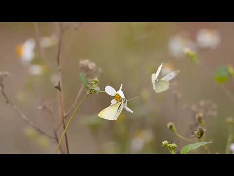 Beautiful nasheed 2026 _ malika e islam _ nasheed club _ peace studio #status #viral #fyp #nasheed