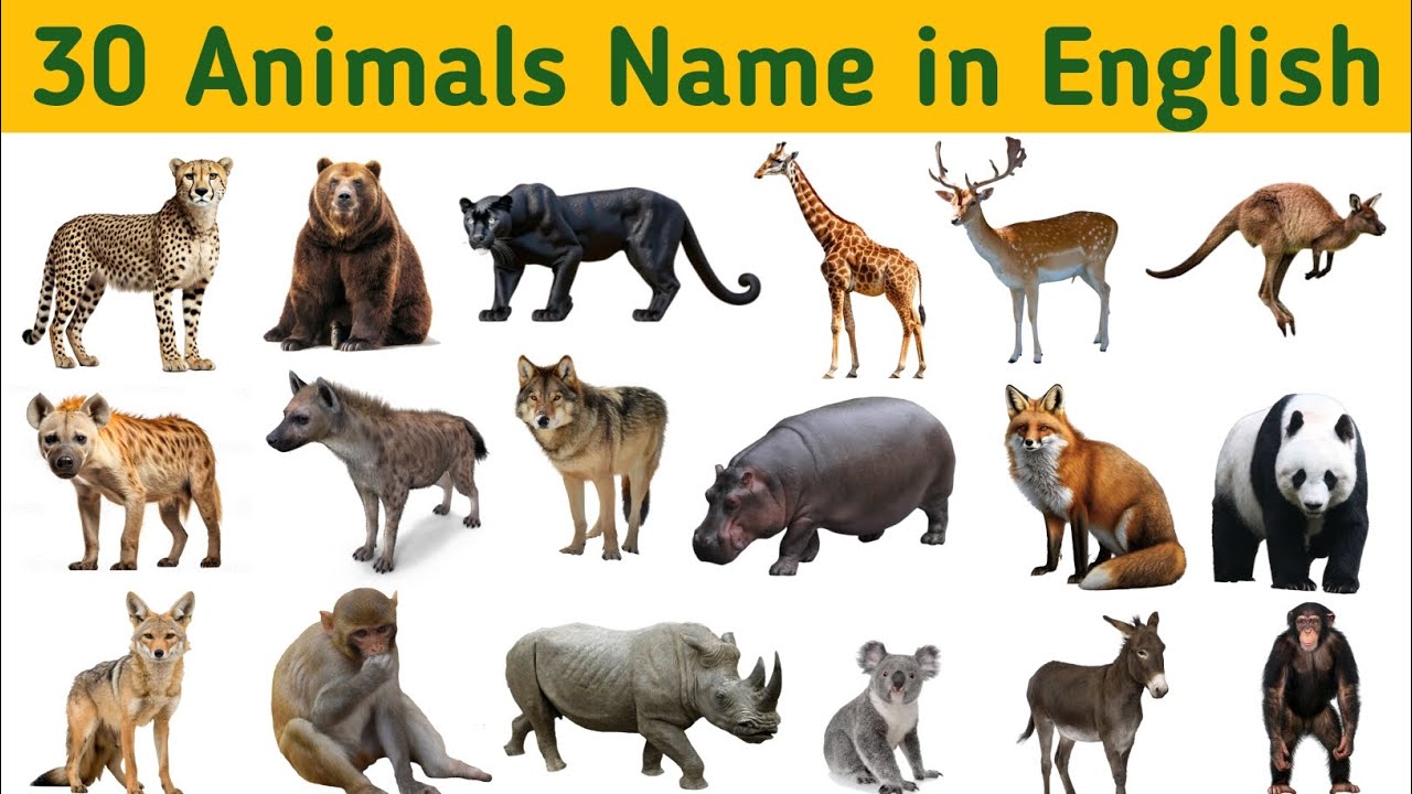 30 Wild Animals Name || Animals Name in English || Animals Name with ...