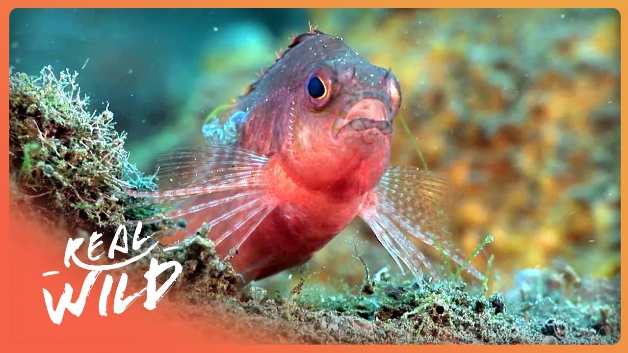 Crustaceans Uncovered: Rare Molting Footage, Boxer Crabs, Mantis Shrimp Vision