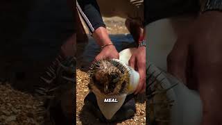 Unbelievable Moments Of Animals That Met A Ruthless Predator