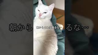 抱っこして！要求して甘える猫 #神猫リュウ #媛竜Love