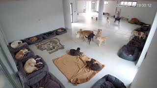 Prince & Princess React To The New House Their Very First Time Inside- Takis Shelter