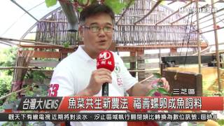1050628 魚菜共生新農法 福壽螺卵成魚飼料