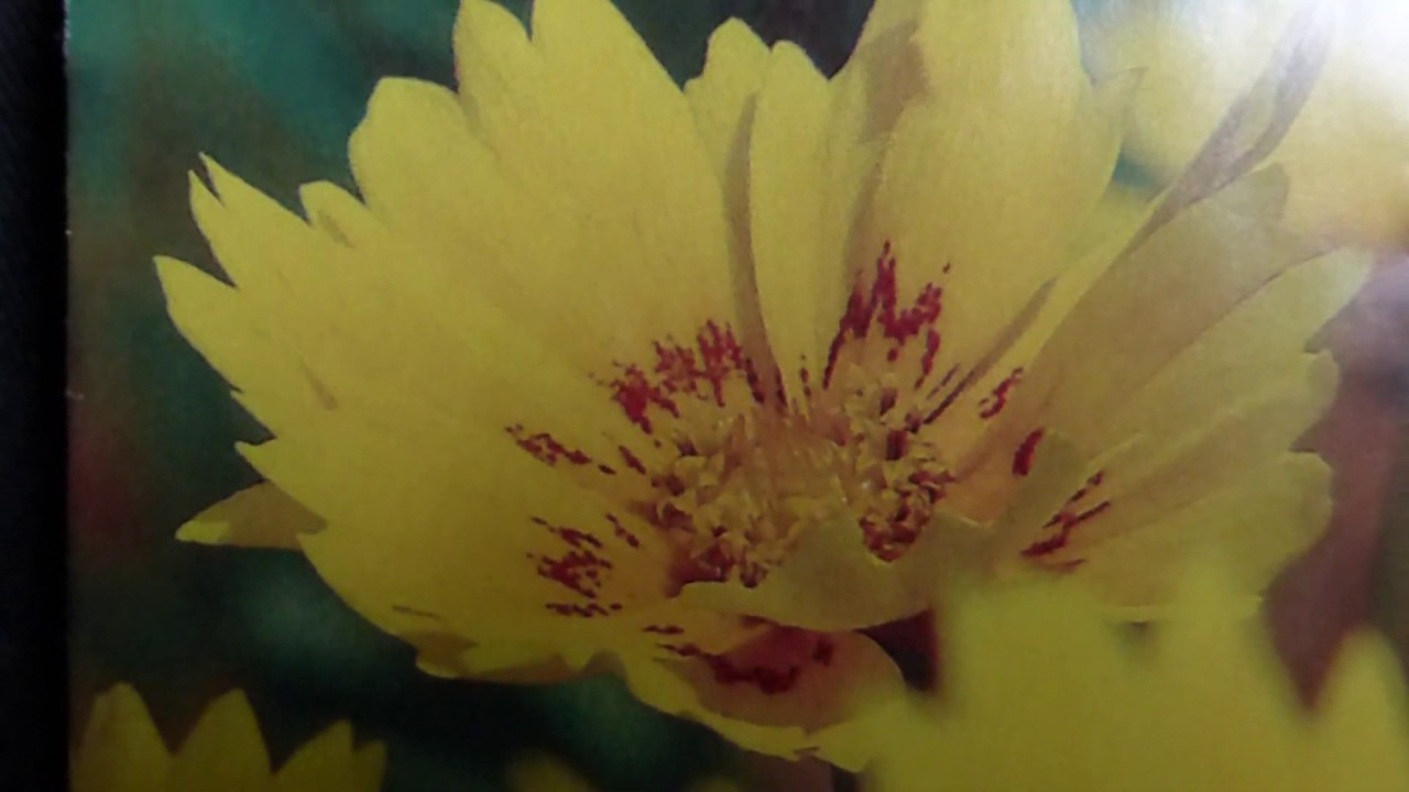 Tickseed Seeds - Coreopsis Be Bop - Baldursgull - Blómafræ - Sumarblóm - Fræ