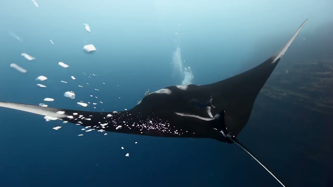 Majestic Manta Ray Gliding in Galapagos Ocean