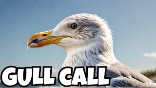 Herring gull call