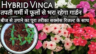 how to grow vinca from seeds | हाइब्रिड सदाबहार को बीज से उगाने का सबसे आसान तरीका