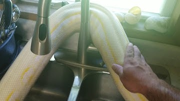 Reticulated python loose in the house