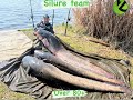 SOMN 80+KG SILURE TEAM LA TANCABESTI.ZECK FISHING