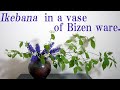 【生け花】備前の壺に２種の花材を交互に【ikebana】Flower arrangement in a vase of Bizen ware/Viburnum and Ajuga/備仙花瓶插花/十二単