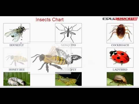 Insects Images With Names Chart