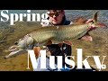 Musky Fly Fishing | Spring Musky | Pennsylvania