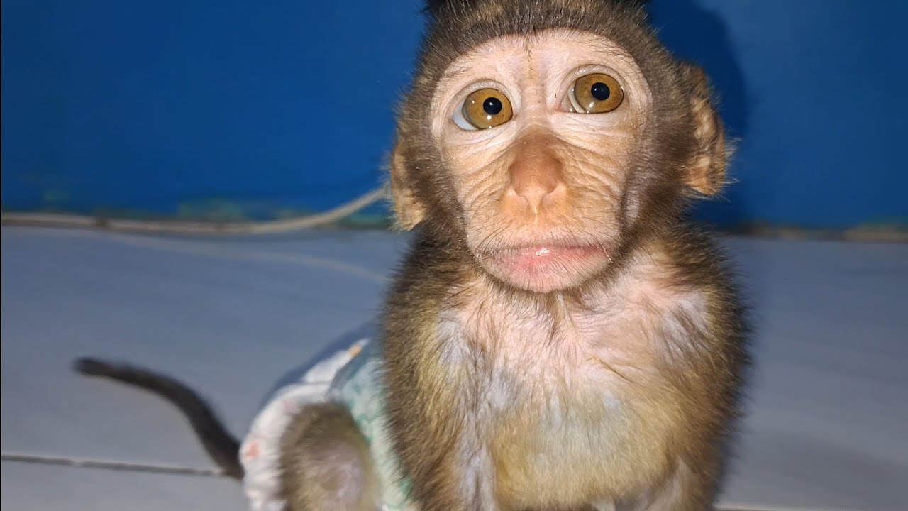 cute baby monkey