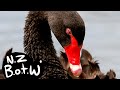 Black swan - New Zealand Bird of the Week