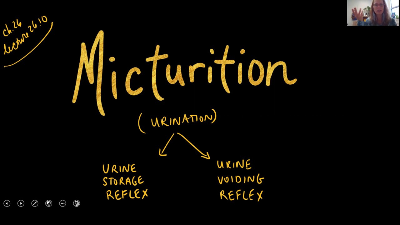 Lecture 26 10 Micturition YouTube