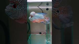 Louhan Cencu Full Mutiara Mantap