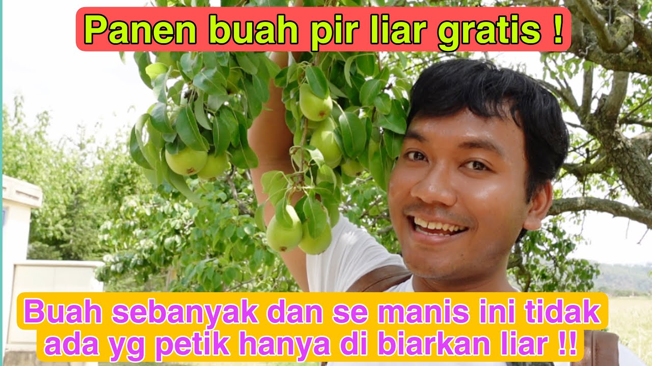 PANEN BUAH PIR LIAR GRATIS DI TAMAN!BUAH SEBANYAK INI TIDAK ADA YG PETIK HANYA DI BIARKAN LIAR!