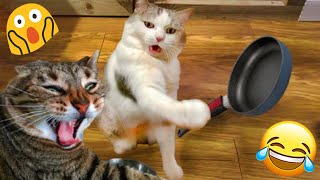 Try Not To Laugh 🤣 New Funny Cats Video 😹 - Fails of the Week Part 19 by Meow Mania 1,345 views 3 weeks ago 18 minutes