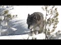 The wolves of Yellowstone