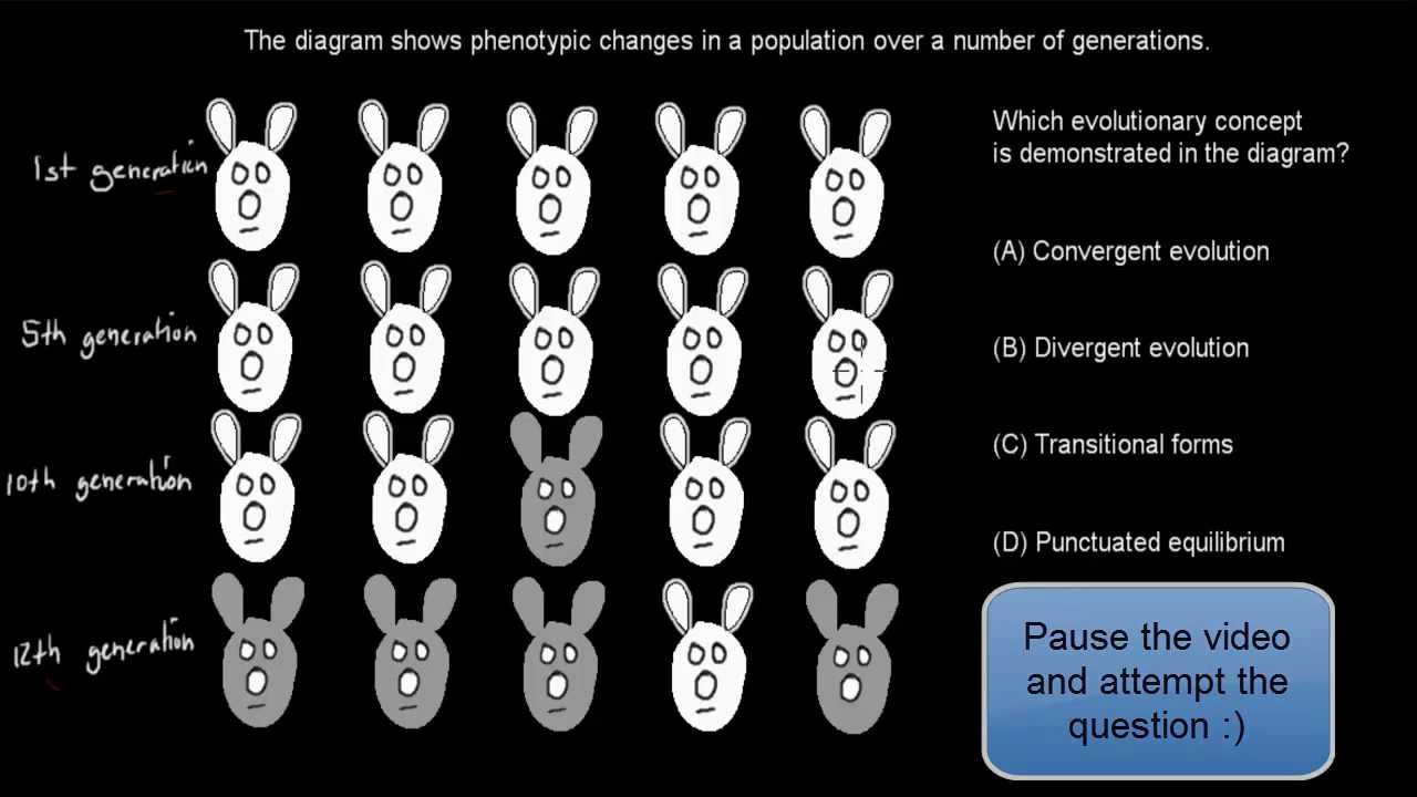 hsc-multiple-choice-questions-dna-to-protein-chapter-youtube