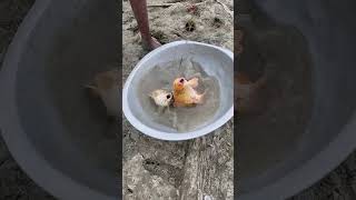 amazing fish catching 😳#shorts #viralshorts #fish #fishing #amazingfish #trendingshorts