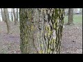 VID 20200506 124612 VID 20200506 124612