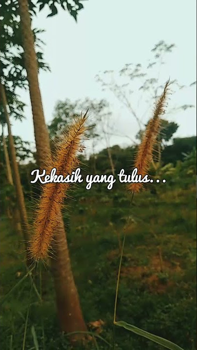 WIDODARI ( story wa ) - #SHORTS