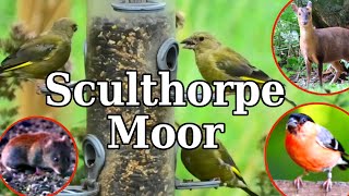 Above and Below the Bird Feeder - Birdwatching at Sculthorpe Moor