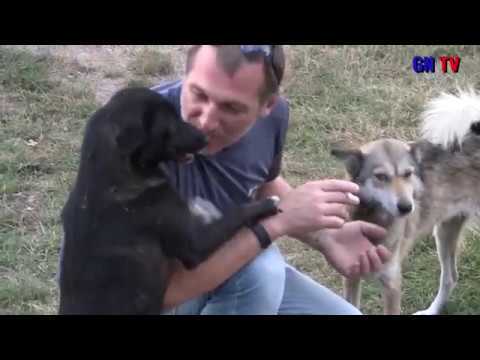 AAIPI SAVANE ხოცავენ თუ არა ცოცხალ ძაღლებს ა.ა.ი.პ \"სავანეს\" ცხოველთა თავშესაფარში? GN TV