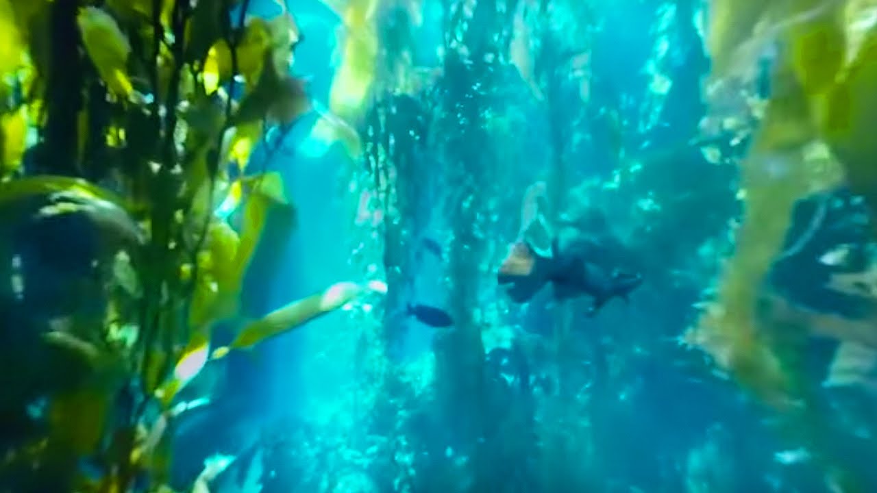 kelp forest hd