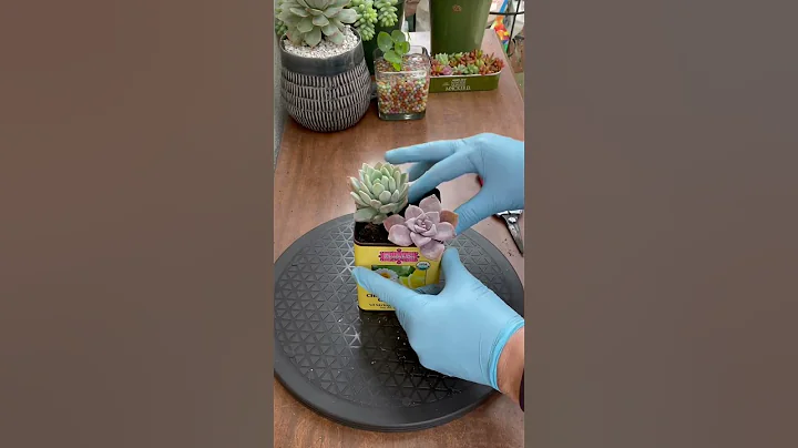 Succulent Tip:Succulent DIY  project using recycled tin can🪴🌵#succulent #plants #shorts - DayDayNews