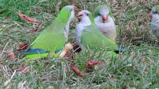 Wild Monk Parakeets Eating an Apple