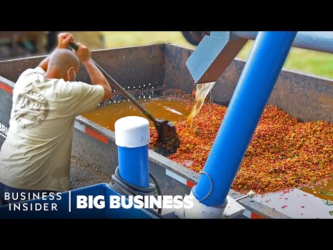 Video: Waar wordt volgerskoffie geproduceerd?